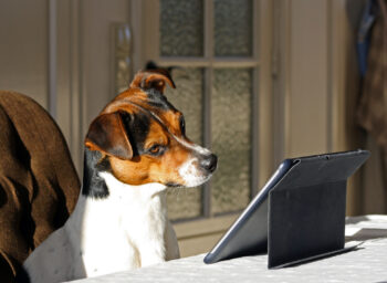 dreamstime_m_50655662