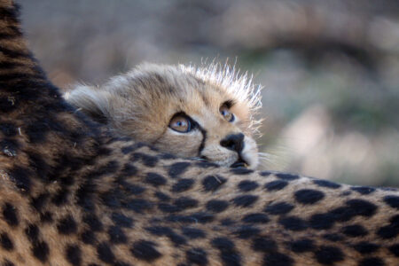 dreamstime_l_57116472© Edwin Butter - Kopie - Kopie dreamstime_l_57116472© Edwin Butter - Kopie - Kopie