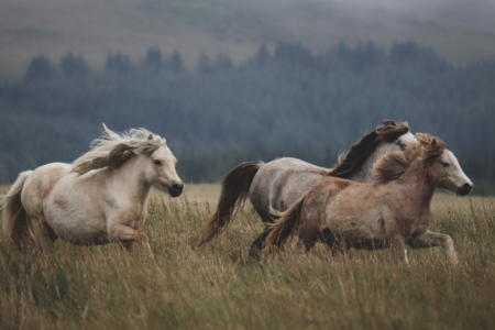 Grundlagen spirituell-psychologische BegleitungCoaching (120 x 88 mm) (80) Grundlagen spirituell-psychologische BegleitungCoaching (120 x 88 mm) (80)