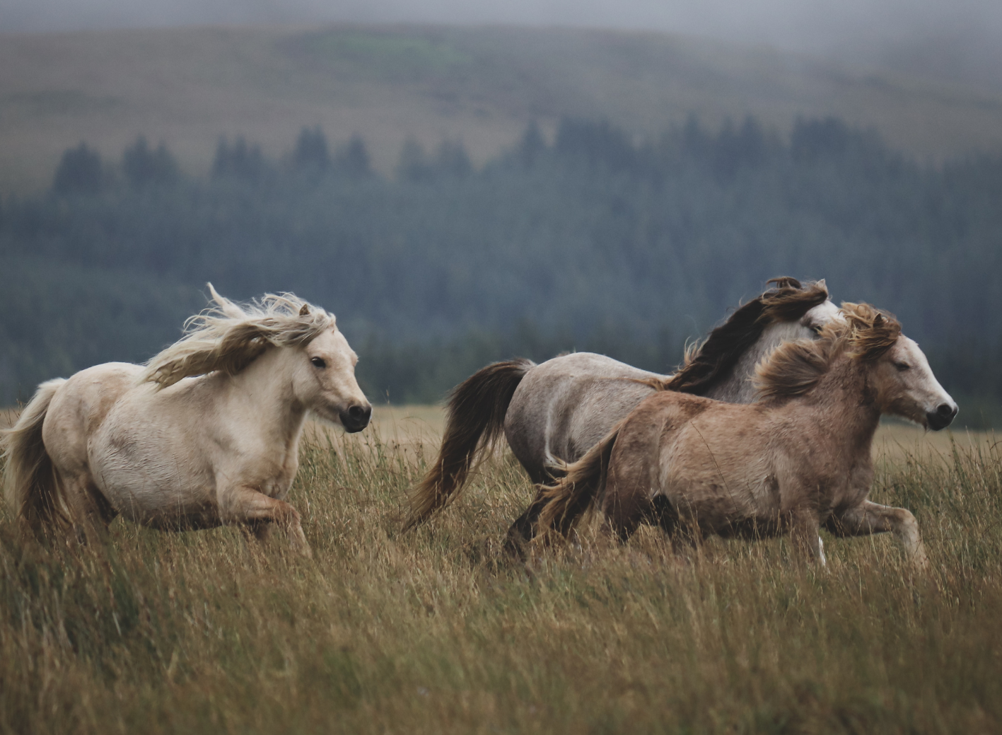 Grundlagen spirituell-psychologische BegleitungCoaching (120 x 88 mm) (80)