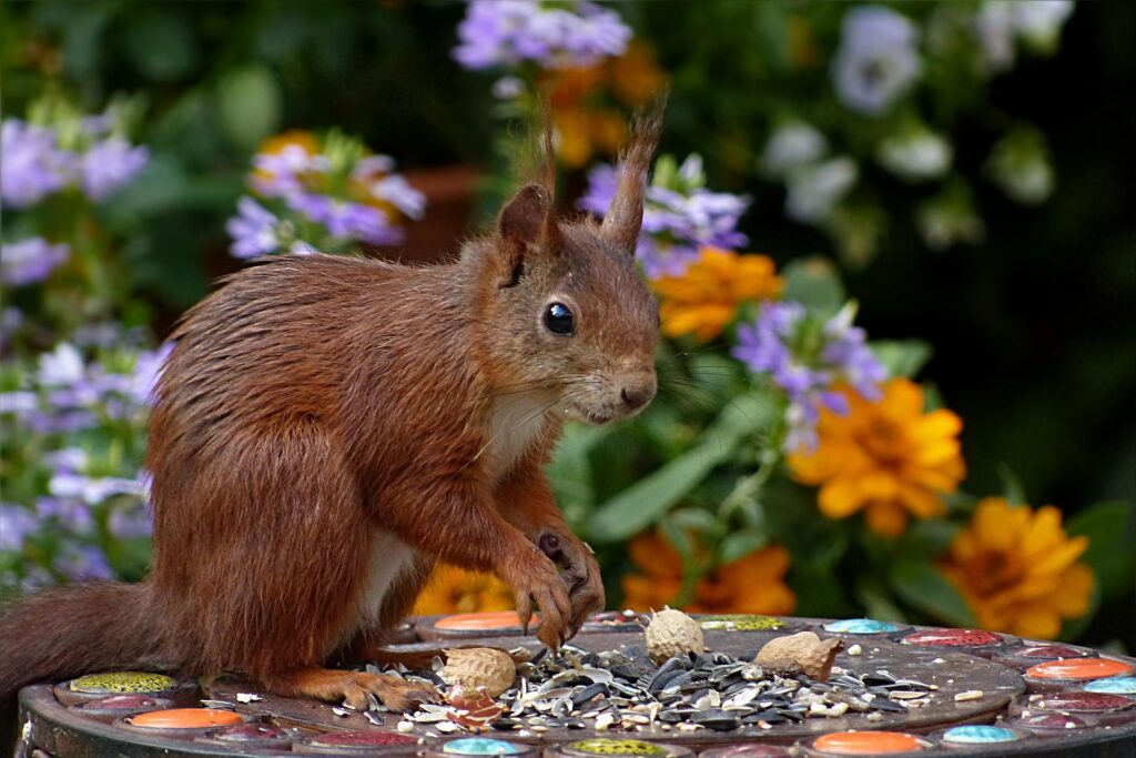 squirrel-1539496_1920-1024x683